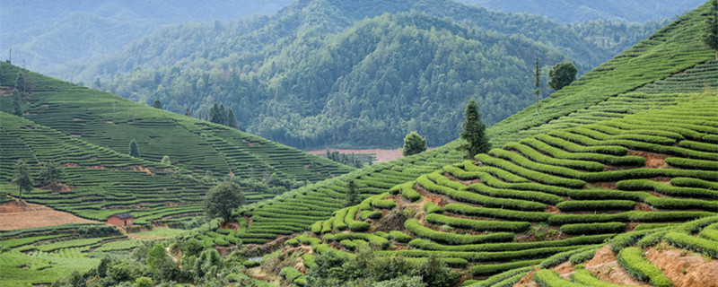 武夷山風(fēng)光茶山.jpg