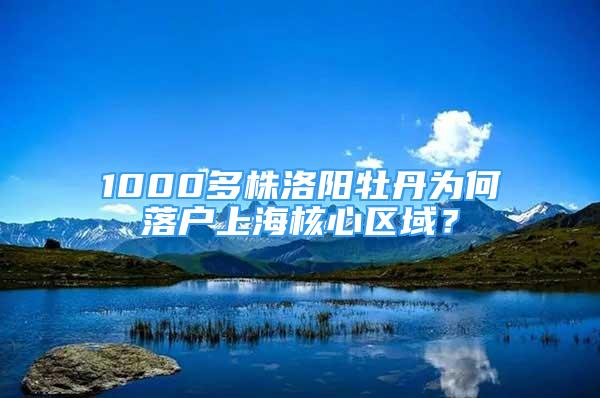 1000多株洛陽牡丹為何落戶上海核心區(qū)域？