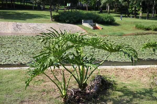 深圳夫妻隨遷入戶(hù)需要幾年