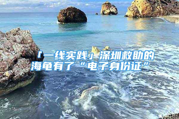 「一線實踐」深圳救助的海龜有了“電子身份證”