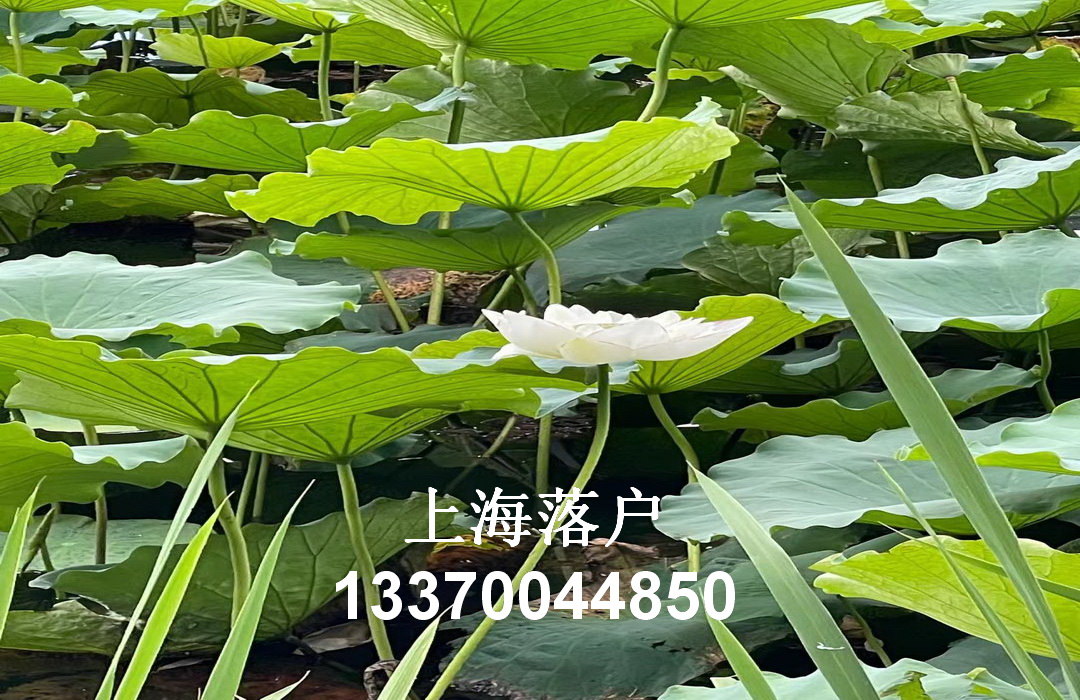 去年有多少留學(xué)生落戶上海？