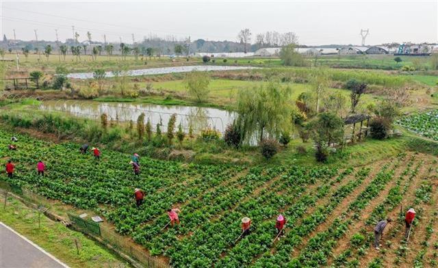 扎根助農(nóng)脫貧，心系一線戰(zhàn)疫，海歸女博士岳文雯：把“我家的地”種成大家的地